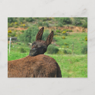 Postcard: Happy Donkey. Algarve Portugal Postcard