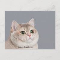 Postcard Heavy Breathing Cat Meme