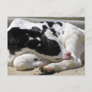 Postcard, Heifer, Baby Cow Photography Postcard