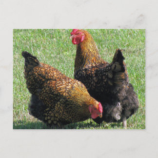 Postcard, Hen Sisters Postcard