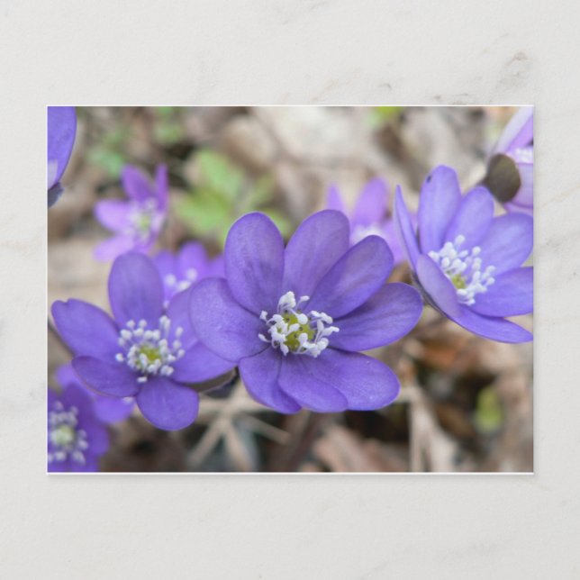 Postcard: Hepatica (liverleaf) Postcard (Front)