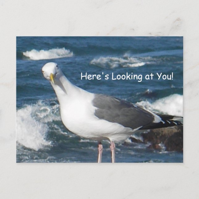 Postcard:  Here's Looking at You Gull Postcard (Front)