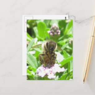 Postcard – Honey Bee on Blossom