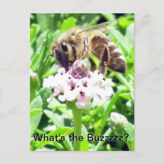 Postcard - Honeybee profile