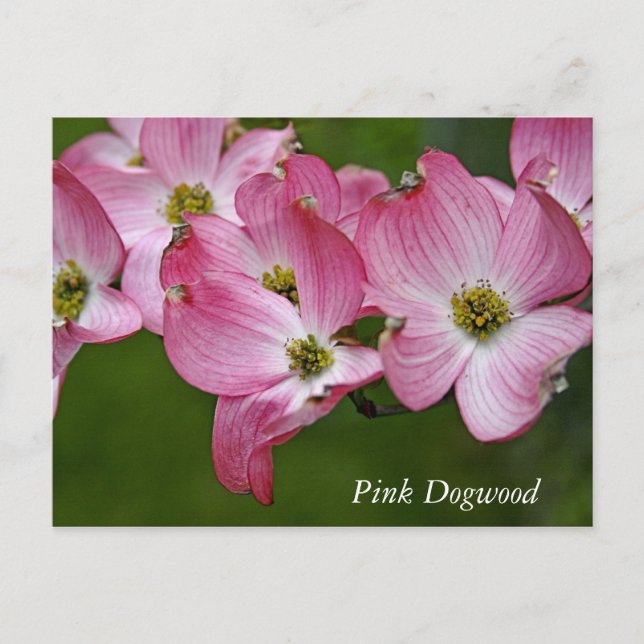 Postcard:  Horizontal Dogwood Postcard (Front)