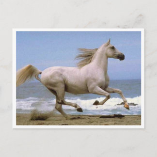 postcard horse white
