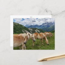 postcard _ horses