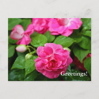 Postcard - Hot Ticket