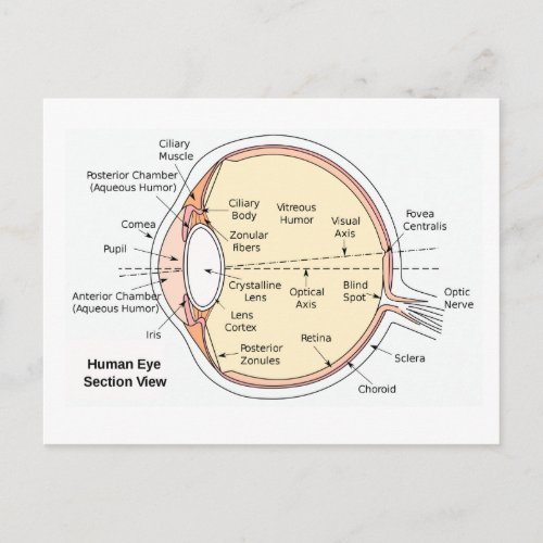 Postcard Human Eye Ball Anatomical Diagram