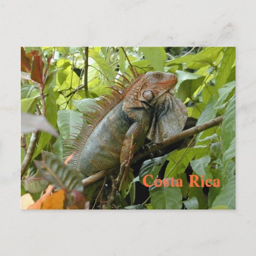 Postcard Iguana Costa Rica