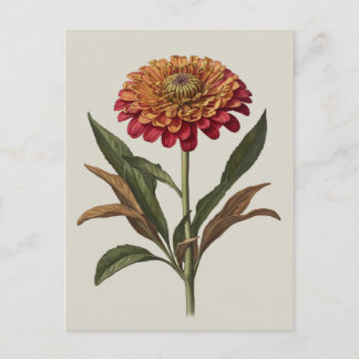 Postcard illustration of a Zinnia