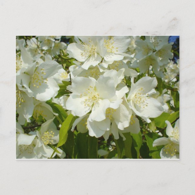 Postcard: Jasmine Postcard (Front)