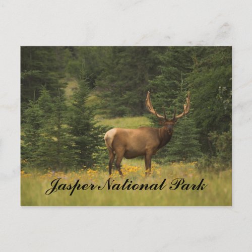 Postcard _ Jasper National Park