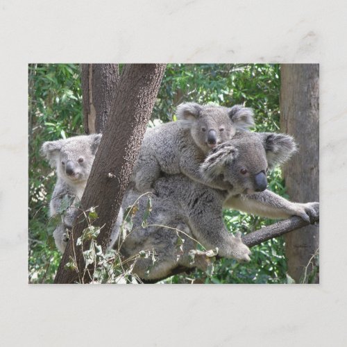 Postcard Koala QLD Australia