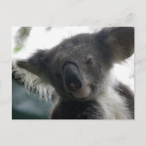 Postcard Koalas QLD Australia