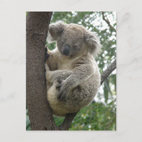 Postcard Koalas QLD Australia