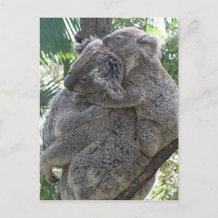 Postcard Koalas Queensland Australia