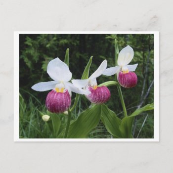 Postcard-lady Slipper Orchid Postcard by forbes1954 at Zazzle