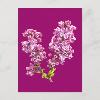 Postcard - Lilac Blossoms