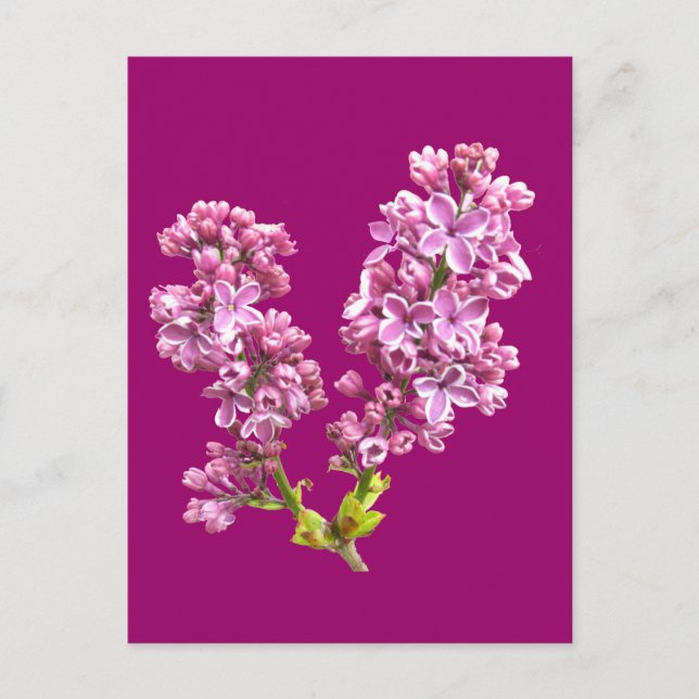 Postcard - Lilac Blossoms (Front)