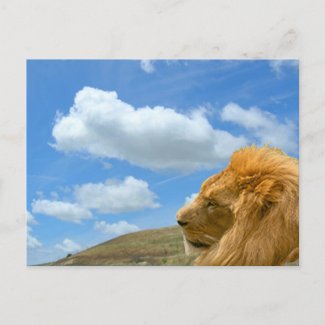 Postcard - Lion Portrait