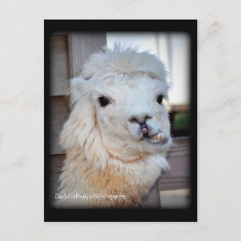 Postcard Llama by MyCustomCreations at Zazzle