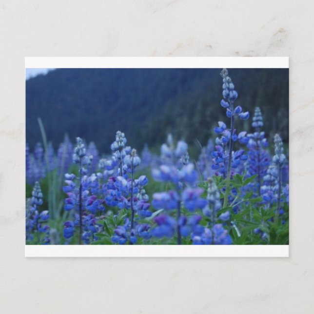postcard lupine (Front)