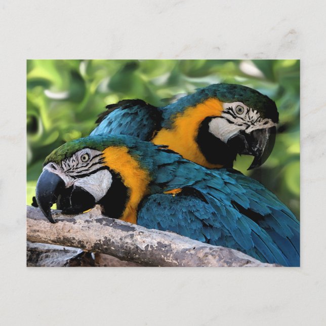 Postcard/Macaws Postcard (Front)