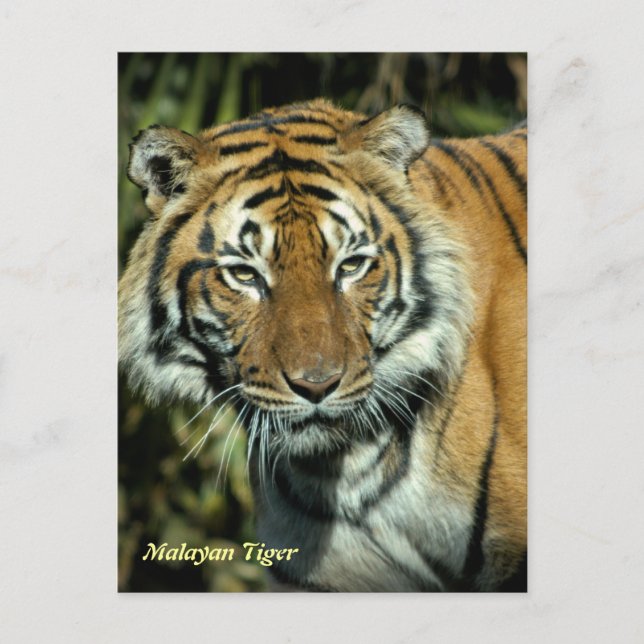Postcard: Malayan Tiger (Portrait) Postcard (Front)