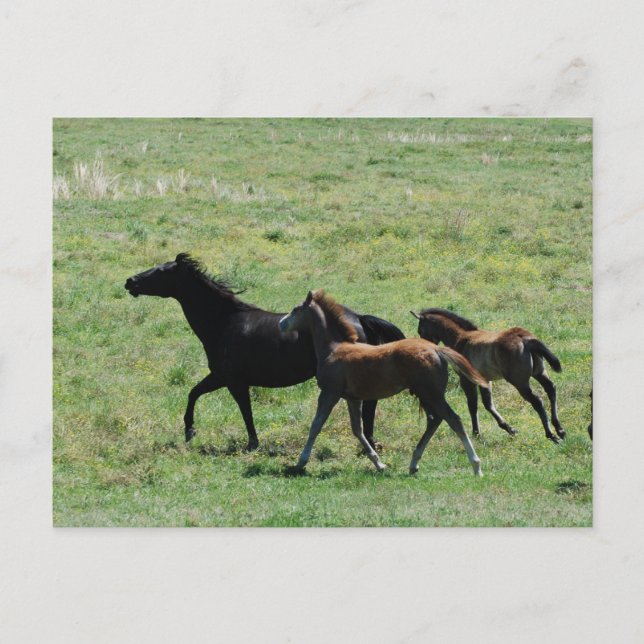 Postcard - Mare & Foals Running (Front)