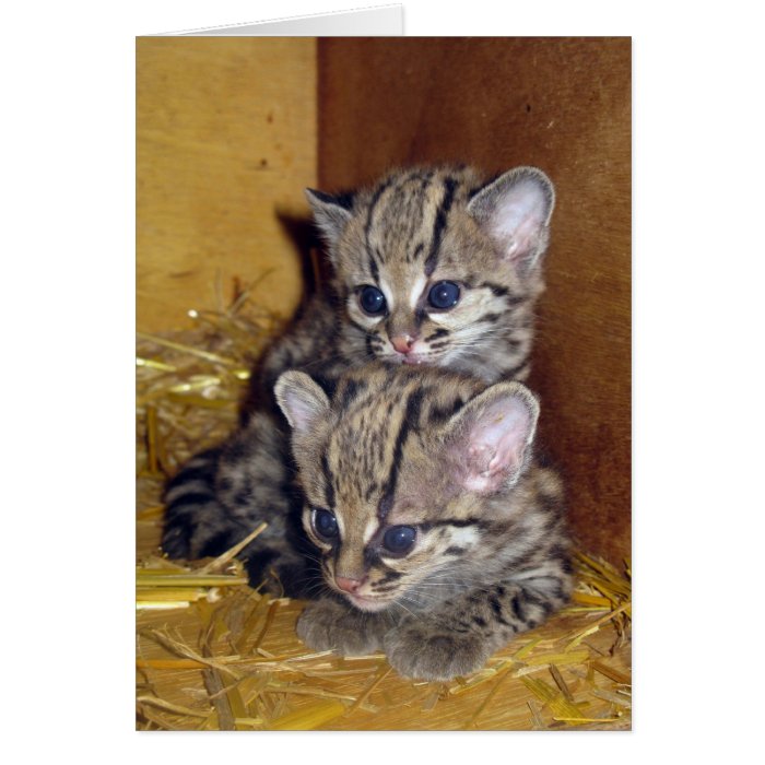 Postcard margay kittens cards