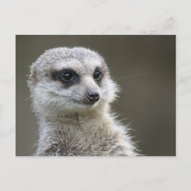 Postcard: Meerkat Postcard (Front)