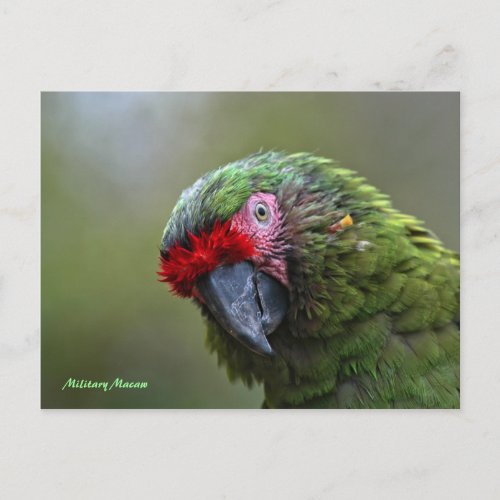 Postcard Military Macaw Postcard