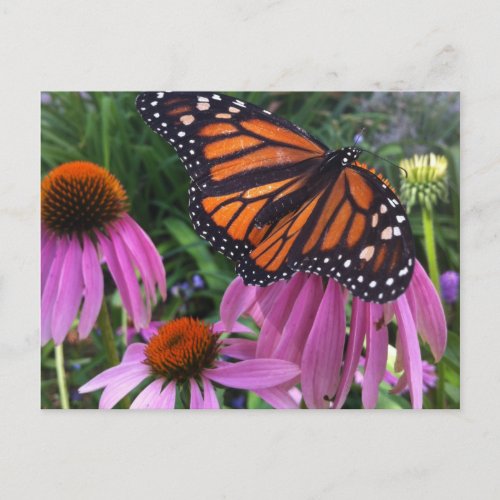 Postcard _ Monarch on Coneflowers