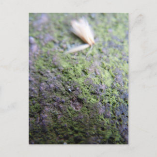 Postcard - Moß&Pollen