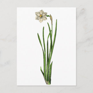 Postcard - Narcissus