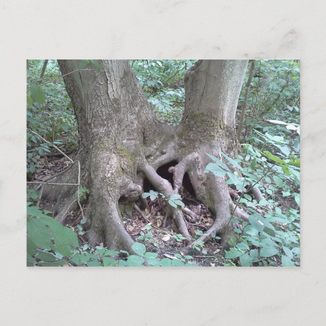 Postcard - nature image (Front)