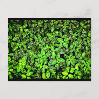 Postcard-Nature-Leaves Gallery-16 Postcard