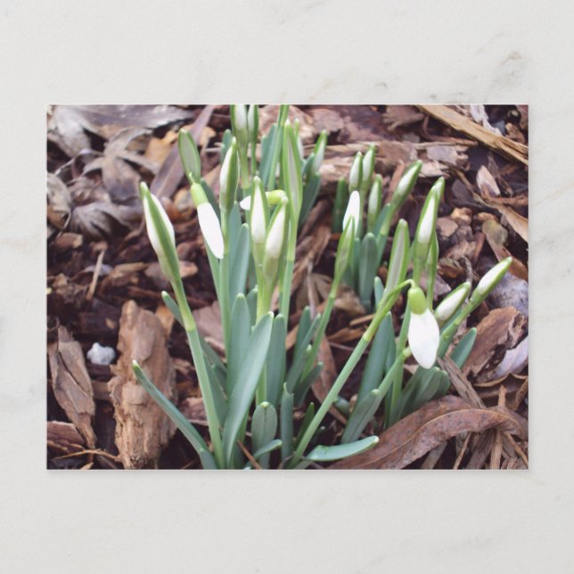 Postcard New Growth (Front)