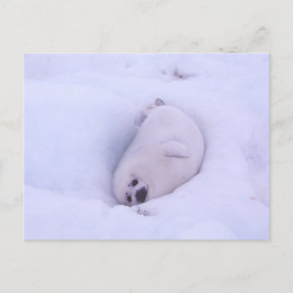 Postcard of a seal stuck in the snow