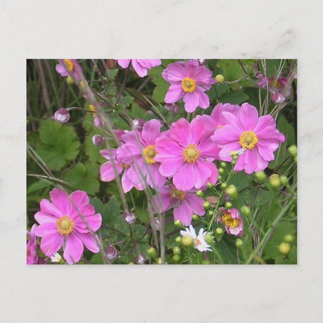 Postcard of Anemones (Front)