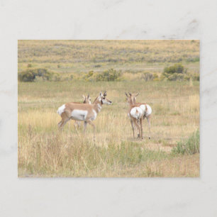 Postcard of antelope in Yellowstone