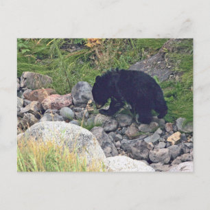 Postcard of black bear cub