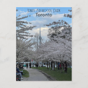Postcard of cherry blossoms in Trinity Bellwoods