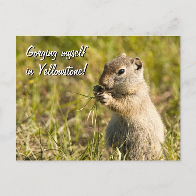 Postcard of ground squirrel eating, custom text (Front)