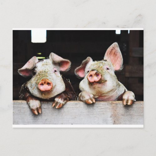 Postcard of happy pigs