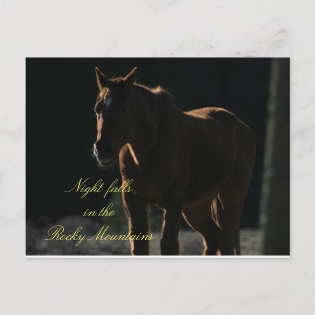 Postcard of Horse in the Rocky Mountains (Front)