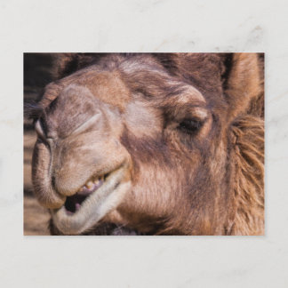 Postcard of Smirking Camel