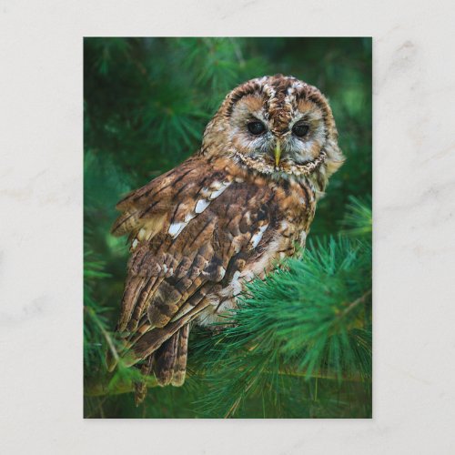 Postcard of tawny owl in a fir tree