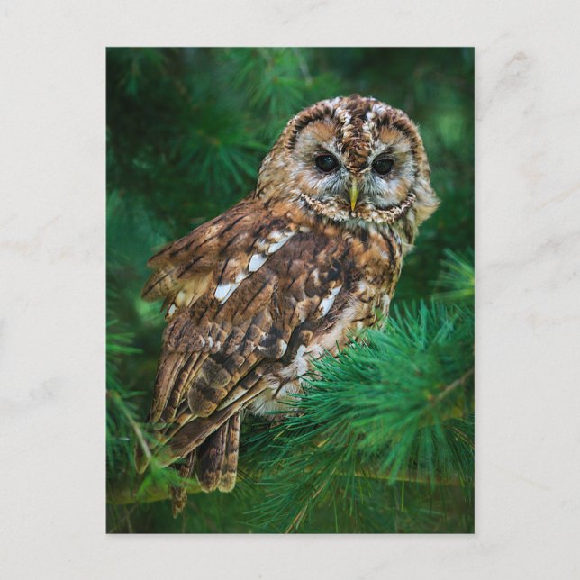 Postcard of tawny owl in a fir tree (Front)